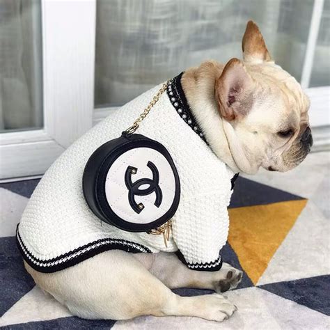 purrfect chanel dog.